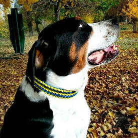 Нашийник з паракорда "Здвоєна Кобра"