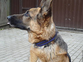 Нашийник з паракорда "Здвоєна Кобра"