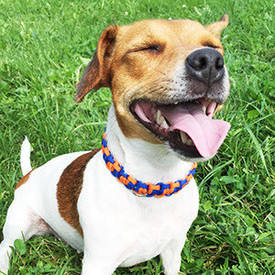 Ошейник из паракорда "Шахматка"