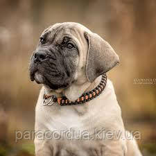 Нашийник з паракорда "Кобра"