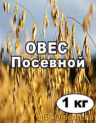 Насіння Овес посівний, від 1 кг на вагу