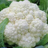 Насіння цвітної капусти Гудман 20 шт. Bejo, фото 2