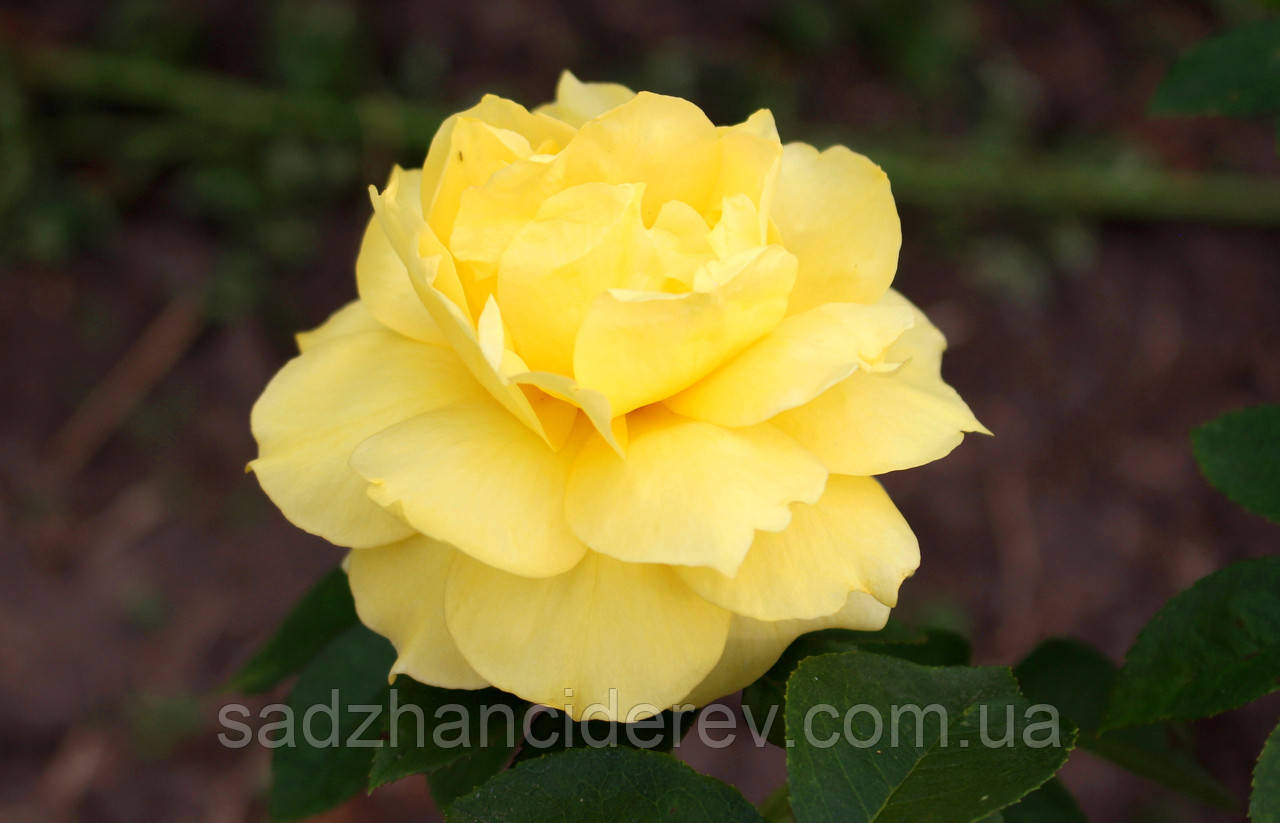 Саджанці троянд Yellow Queen Elisabeth (Queen Elisabeth Jaune, Єллоу Куїн Елізабет)