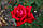 Саджанці троянд Бургунд 81 (Burgund 81, Бургундія 81, Бургундія 81) "Відео", фото 3