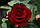Саджанці троянд Чорна Магія (Black Magic, Блек Меджік, Блек Меджік, Чорна магія), фото 2