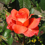 Троянда Лоліта. (в). Чайно-гібридна., фото 2