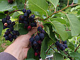 Ірга канадська насіння (20 шт) (Amelanchier canadensis) їстівна морозостійка, фото 4