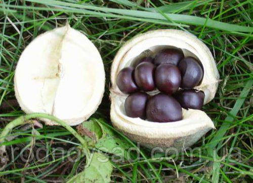 Чекалкін горіх насіння (10 шт) (Xanthoceras) ксантоцерас жовторіг горобинолистий, фото 1