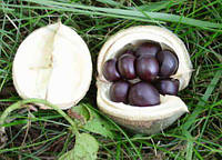 Чекалкін горіх насіння (10 шт) (Xanthoceras) ксантоцерас жовторіг горобинолистий