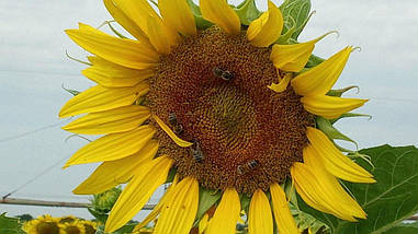 Насіння соняшнику "Златсон" трилінійний гібрид лінолевого типу