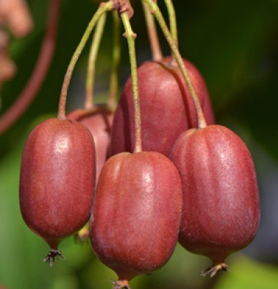 Актинідія сорт Скарлет септембер 1 річна, конт. Р9