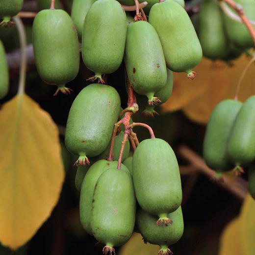 Актинідія сорт Джамбо 1 річна, конт. Р9