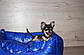 Супермініня цуценя чихуахуа, дівчинка рідкісного блакитного забарвлення, фото 4