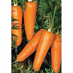 Семена моркови Редко F1 5 г