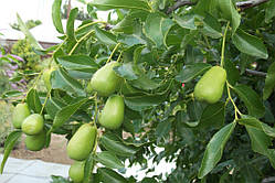 Унабі "Та-ян_Дзао" великоплідний (саженці коренівні) 2-річні