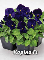 Насіння віоли Коріна F1, 30 шт., оксамитово-чорна
