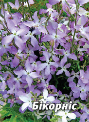 Насіння матіоли Бикорнис, 5 гр., дворога