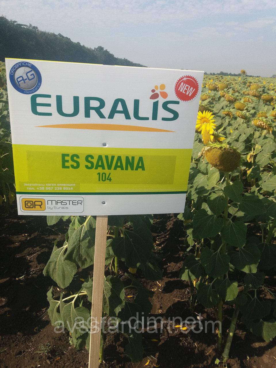 Соняшник ЄС Савана від Євраліс