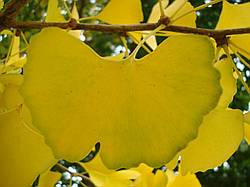 Листья Гинкго, 1 кг (від 3 кг)