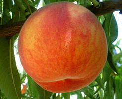 Персик Топ Світ - Т5. Підщепа пуміселект.