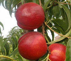 Нектарин Біг Хейвен. Підщепа пуміселект.