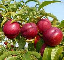 Нектарин Біг Топ. Підщепа пуміселект