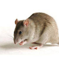 Полювання на щурів: що потрібно знати про шкідників