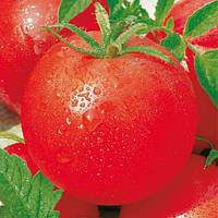 Насіння томату Ксенія F1 (5 г) Елітний Ряд