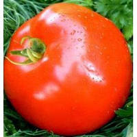 Насіння томату Катюша-нова F1 (5 г) Елітний Ряд