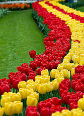 Арт-набір Червоно-жовтий, 7 цибулин тюльпанів, фото 3