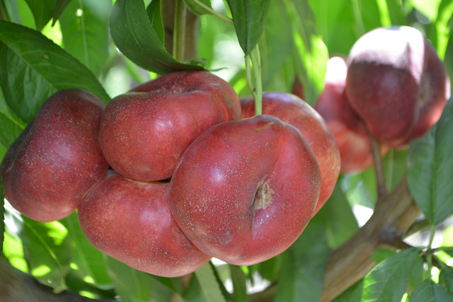 "Питомник саженцев плодовых деревьев Персиковый сад Кривой Рог ...