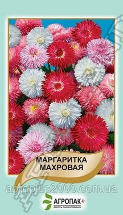 Насіння Маргаритка махрова суміш 0,1 грама Legutko, фото 1