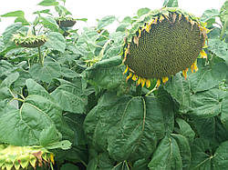 Сербський соняшник Златібор стійкий до семи рас вовчка A-G. Урожайний гібрид 42ц/га. Екстра 12,2 кг. Залишок 6 (шість) п. е.