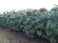 Соняшник стійкий до гранстару НС СУМО 007. Насіння соняшника НСХ 6059 стійке до вовчка шости рас A-F. Стандарт, фото 5