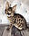 Хлопчик 20.05.18. Кошеня Савана Ф1 (Ашера) вихованець Royal Cats, фото 2
