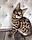 Хлопчик 20.05.18. Кошеня Савана Ф1 (Ашера) вихованець Royal Cats, фото 3