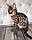 Хлопчик 20.05.18. Кошеня Савана Ф1 (Ашера) вихованець Royal Cats, фото 5