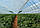 Плівкові тунелі, теплиці для вирощування ягід полуниці, малини, лохини, фото 4