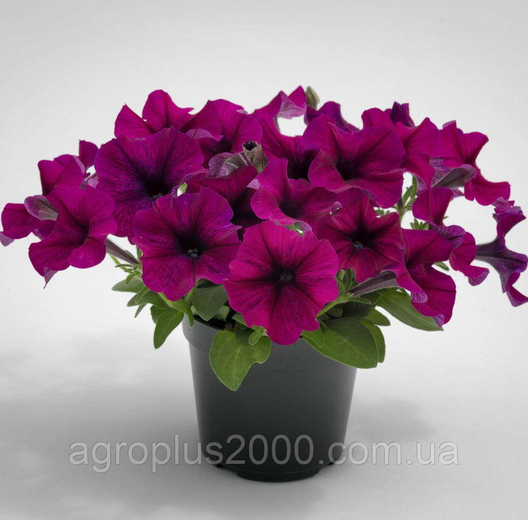 Насіння Петунія великоквіткова Танго F1 Бургунді Burgundy 1000 насінин Hem Genetics