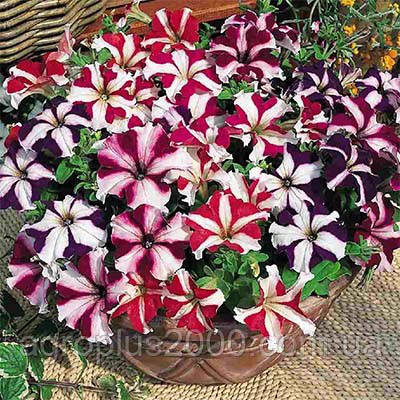 Насіння Петунія великоквіткова Танго F1 Зіркова суміш 1000 насінин Hem Genetics