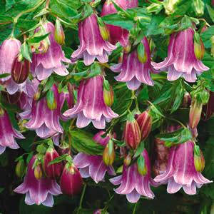 Дзвіночок точковий Панталунс