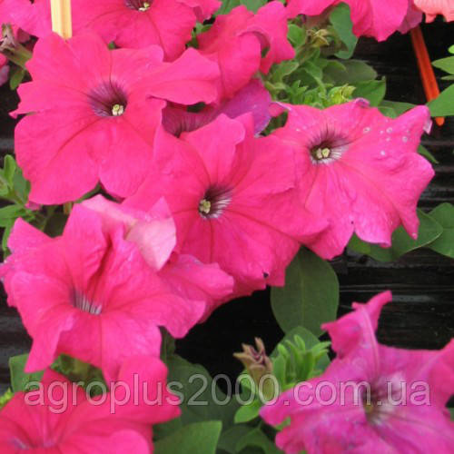 Насіння Петунія великоквіткова Танго F1 Рожева 1000 насінин Hem Genetics