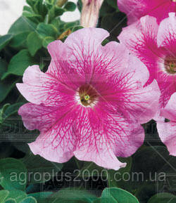 Насіння Петунія великоквіткова Танго F1 Рожева з прожилками 1000 насінин Hem Genetics, фото 1