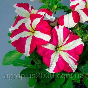Насіння Петунія великоквіткова Танго F1 Рожева зірка 1000 драже Hem Genetics