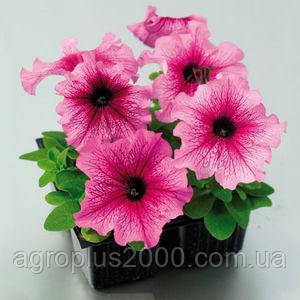 Насіння Петунія великоквіткова Танго F1 Сливова Plum 1000 драже Hem Genetics, фото 1