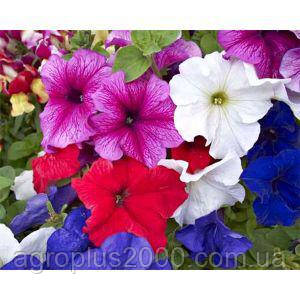 Насіння Петунія великоквіткова Танго F1 Суміш 1000 драже Hem Genetics, фото 1
