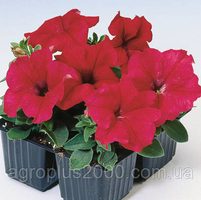 Насіння Петунія великоквіткова Танго F1 Червона 1000 драже Hem Genetics