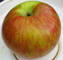 Яблуня Мелба. (54-118). (ввв/кр). Літній сорт.