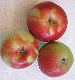 Яблуня Ерлі Женева. (54-118). Раннєлітній сорт., фото 2