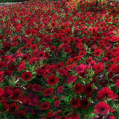 Насіння Петунія ампельна Тайдал Вейв F1 Ред Велюр 50 драже Pan American